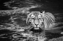 Rok vodního tygra – 2022