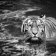 Rok vodního tygra – 2022